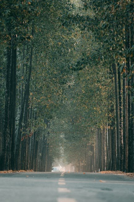 A tree-lined road creating a natural tunnel, symbolizing the seamless integration of roadway coverage with nature.